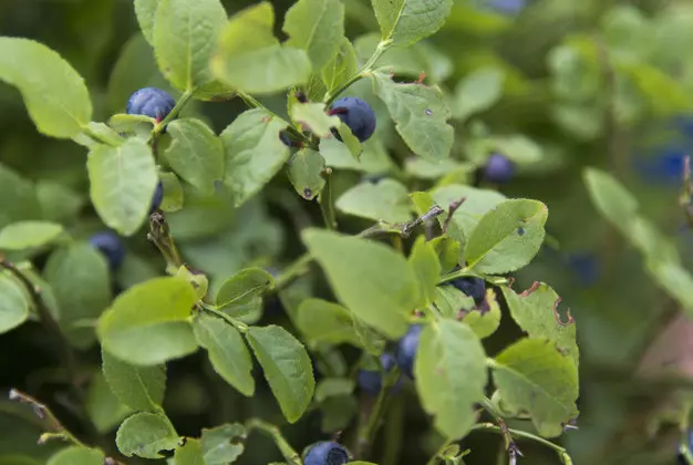 Heidelbeeren-Strauch - Wellnesshotel Rothfuss in Bad Wildbad im Schwarzwald